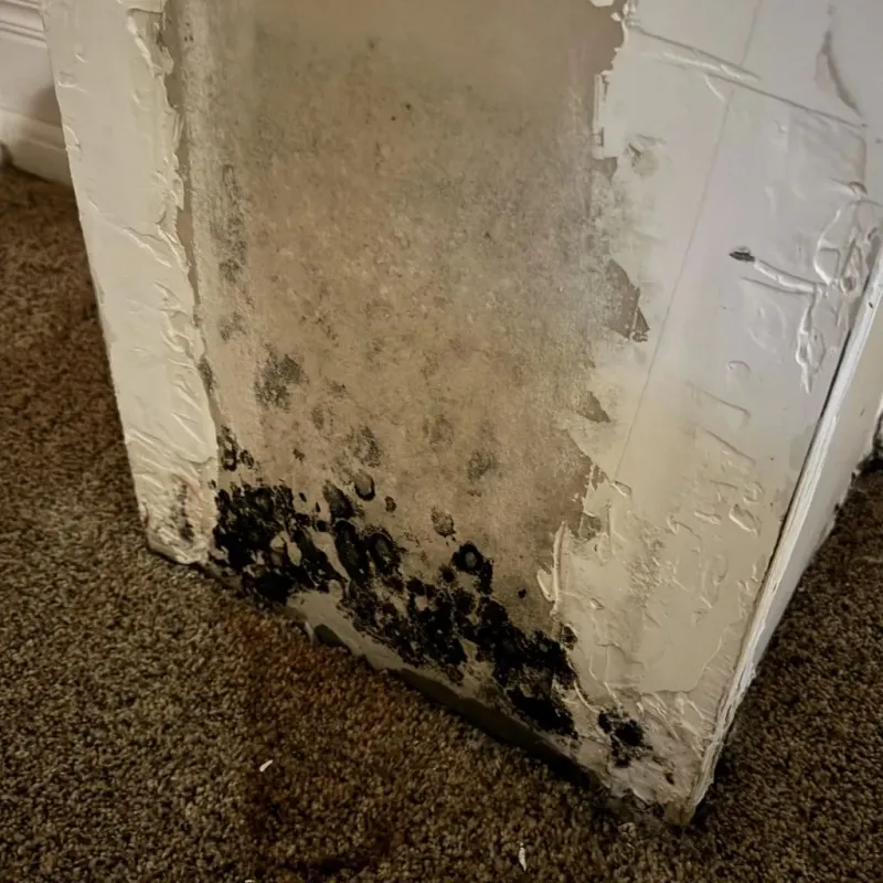 Professional Mold Removal in Union County, OH